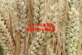 小麦品种这么多，这十个小麦品种最牛，种植面积大产量又高视频封面