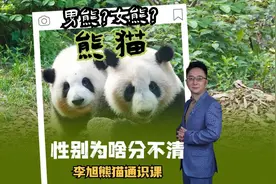 男熊？女熊？熊猫性别为啥经常傻傻分不清