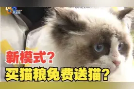 【1818黄金眼】猫咪免费领养  猫粮套餐五千多？视频封面