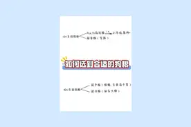 选狗粮别贪便宜，小心要它狗命！视频封面
