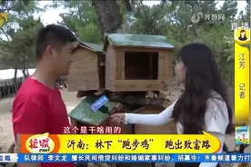 沂南：90后小伙大学毕业回沂蒙山，养起跑山鸡，年产值过千万元视频封面