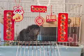 过年了，小黑给大家拜年了，蛇年大吉，蛇来运转视频封面
