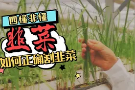 割韭菜套路全解析，一分钟学会割韭菜视频封面