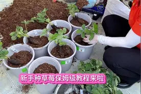 又到可以种草莓的季节了 新手种草莓保姆级的详细教程来啦视频封面