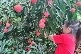 广东300吨冻眠10个月荔枝解冻上市，口感依然鲜美！视频封面