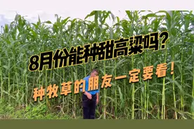 8月份还能种甜高粱吗？千万要看完，可别错过这款冬季耐寒的牧草