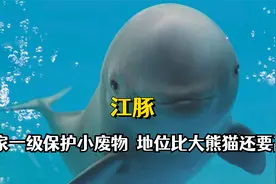 国家一级保护小废物江豚，数量比熊猫还稀少，水中地位极高视频封面