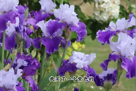 耐寒鸢尾花，北方花园种一片，春夏开美到爆视频封面