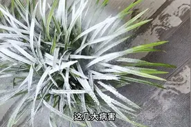 不认识兰花的这几大病害，别说你会养兰花视频封面