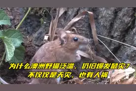 为什么澳洲野猫泛滥，仍旧爆发鼠灾？不仅仅是天灾，也有人祸视频封面
