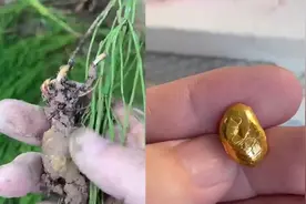 你绝对不敢相信，草里真的有黄金！视频封面
