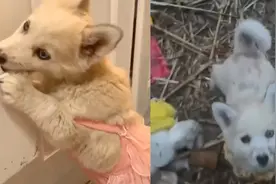 流浪狗不舍玩偶熊女子一同带回家 网友：原来被爱真的会长出血肉视频封面