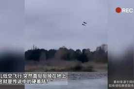 鸟儿低空飞行 突然直挺挺掉在地上 这是咋了视频封面