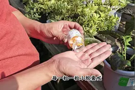 磷酸二氢钾促进开花，包装多种多样，只要掌握“量”，用了就开爆视频封面