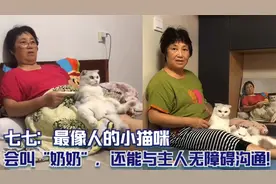 七七：最像人的小猫咪，会叫“奶奶”，还能与主人无障碍沟通！