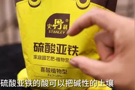 家庭养花缺铁黄叶要怎么解决？园艺师教你，用硫酸亚铁，叶片翠绿视频封面