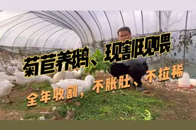 养鹅为什么要种菊苣，鲜草产量达8~10吨以上，不拉稀，而且好消化视频封面