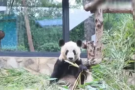 熊猫丫丫回国半年近况曝光，23岁高龄，家族中最长寿视频封面