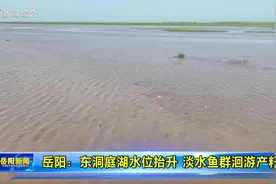 岳阳：东洞庭湖水位抬升 淡水鱼群洄游产籽视频封面