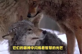 揭秘狼的神秘交配繁殖过程：狂野与激情视频封面