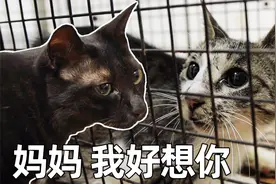分别一年后，获救流浪小猫终于跟妈妈重逢，激动得浑身发抖视频封面
