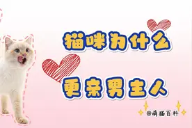 猫咪为什么更亲男主人呢？有小姐姐要生气了