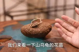 家庭室内可以养什么爬藤植物?园艺师教你，养山乌龟，皮实好养视频封面