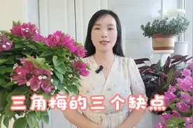 养花的尽头是三角梅，优点可圈可点，缺点显而易见视频封面