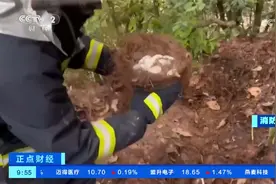 云南漾濞：眼镜王蛇采石场孵蛋 消防员成功捕捉并转移33枚蛇蛋视频封面