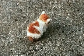 世界上最小的猫咪，个头小得像是只大号的老鼠，呆萌又可爱视频封面