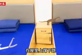 黄鼠狼选错地儿在消防员宿舍跑酷视频封面
