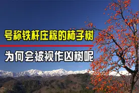 柿子是凶树？为何越来越多人把柿子树移出院子，它究竟有何缺点？视频封面