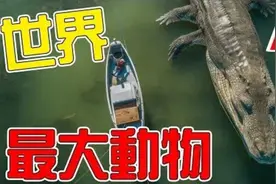 世界上最大的10種爬行動物！视频封面