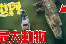 世界上最大的10種爬行動物！视频封面