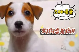 什么声音让狗发疯视频封面