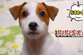 什么声音让狗发疯视频封面
