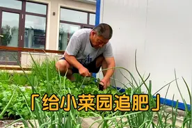北京一家在东北林场的日常，给自家小菜园追肥，满园都是绿色食品视频封面