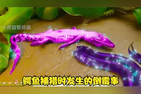 趣味定格动画：鳄鱼捕猎时发生的倒霉事视频封面