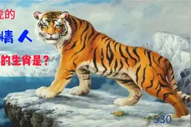 属虎的情人是那个生肖视频封面
