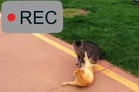 猫打架，狸花猫VS橘猫，场面凶猛异常，谁更胜一筹？视频封面