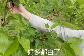 发白的桑椹果，还能吃吗？