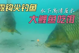 挂饵不能漏钩尖？大鲤鱼也看不到，水下高清揭秘！野钓必知！视频封面