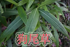 山野常见“棕叶狗尾草”，植物别称“风湿草”，能帮助不少人视频封面