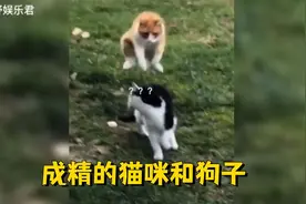 那些懂点人情世故的喵汪，猫咪 -你搞偷袭，不敢跟我正面对抗视频封面