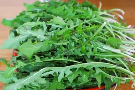 春天是吃蒲公英的季节，教你制作蒲公英茶，清香不苦涩，做法简单视频封面