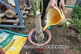 发财树剪后不发芽？给它喂点“鱼蛋白”，让根长爆盆，才能爆新芽视频封面