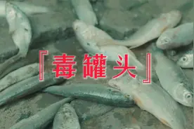 这种鱼罐头有毒！包装标识不明的千万别买！视频封面