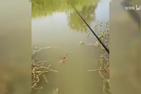 《什么都吃只会害了你》