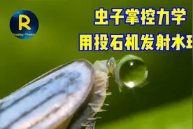 树下别抬头，虫子浇你尿，叶蝉的撒尿招式，你根本学不会