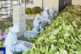 泰来县：鲜食玉米喜迎丰收季 “黄金产业”链出乡村振兴新图景视频封面